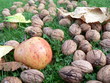 fruits d'automne