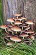 Pilze