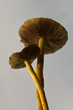 Pilz