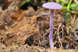Mycena pura