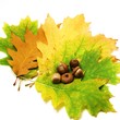 Herbstdeko