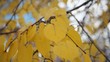 Video: Autumn leaves Autumn leaves