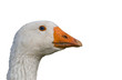 Kopf einer Gans, weißer Hintergrund