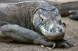 Komodo dragon – only in Indonesia Komodo dragon – only in Indonesia