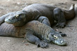 Komodo dragon – only in Indonesia Komodo dragon – only in Indonesia