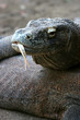 Komodo dragon – only in Indonesia Komodo dragon – only in Indonesia