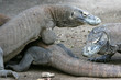 Komodo dragon – only in Indonesia Komodo dragon – only in Indonesia