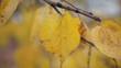 Video: Autumn leaves Autumn leaves