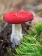 Red mushroom