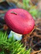 Poisonous mushroom
