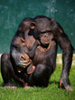 Chimpanzee with baby Chimpanzee with baby