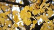 Video: Autumn leaves Autumn leaves