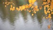 Video: Autumn background Autumn background