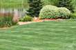 Backyard Landscaping