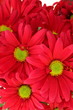 Bunch of red chrysanthemum daisies