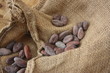 Graine de cacao