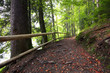 Fence path through summer fir forest