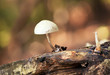Toadstool on old log. Close-up nature "portrait"
