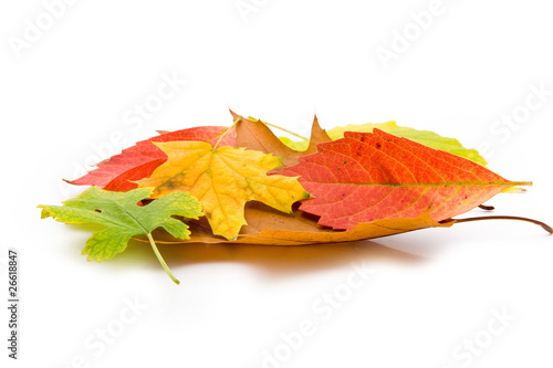 Photo: leaves leaves