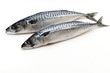 mackerel