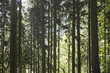 wald