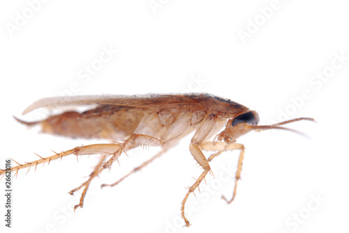 Photo: german cockroach isolated german cockroach isolated