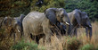 Elephants