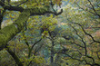 wald