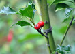 Red holly berries