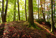Autumn sunny day in mountain Carpathian forest