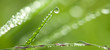 Early summer morning - close-up of dew on green fresh grass