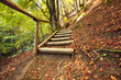 Pathway wooden stairs in summer green mountain forest