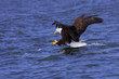 a focused bald eagle attcks its prey