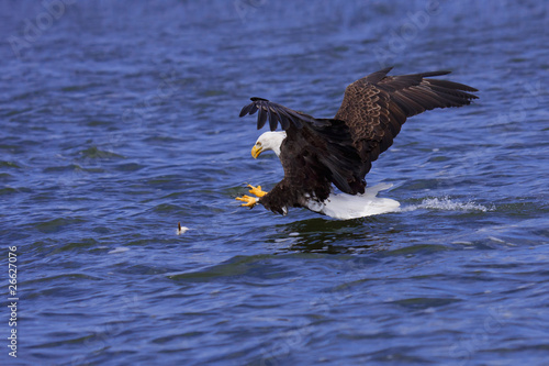 Photo: a focused bald eagle attcks its prey a focused bald eagle attcks its prey