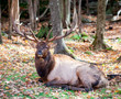 Elk Resting on a Fall Day