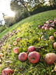 äpfel liegen auf rasen, okt 2010 äpfel liegen auf rasen, okt 2010