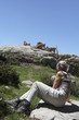 Chamois sur les rochers dans le mercantour
