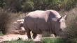 A rhinoceros standing in a zoo in HD