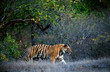 Bengal tiger.