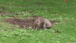 Little squirrel looking for acorns in a park