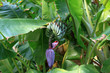 Foto: Bananenstaude Bananenstaude