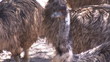 Two ostriches standing in a zoo