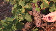 Close up of a farmer touching grapes in a vineyard