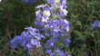 Video: Purple flowers in the wind growing in a garden Purple flowers in the wind growing in a garden