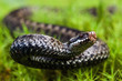 The angered viper. The angered viper.