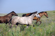 herd of wild horses running on the field herd of wild horses running on the field