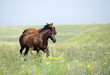 herd of wild horses running on the field herd of wild horses running on the field