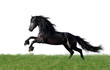 Photo en ligne au meilleur prix isolated friesian horse playing on the grass