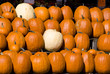 Photo: Pumpkins Pumpkins