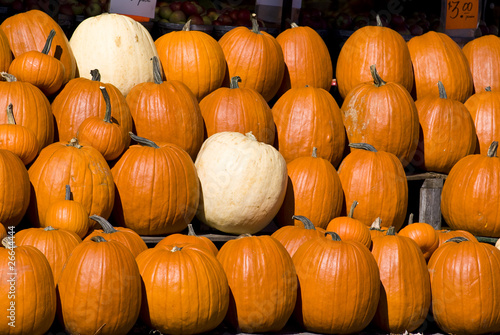 Photo: Pumpkins Pumpkins